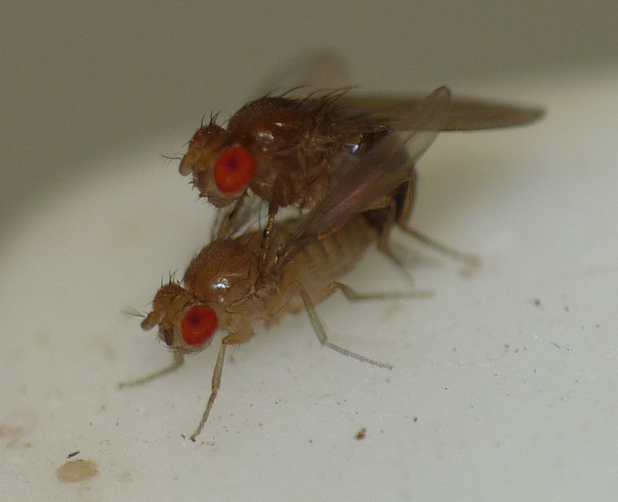 Jean Luc Kerveadou - Drosophila sp. - réf. 51583 (900 x 732 pixels, 111 ko)