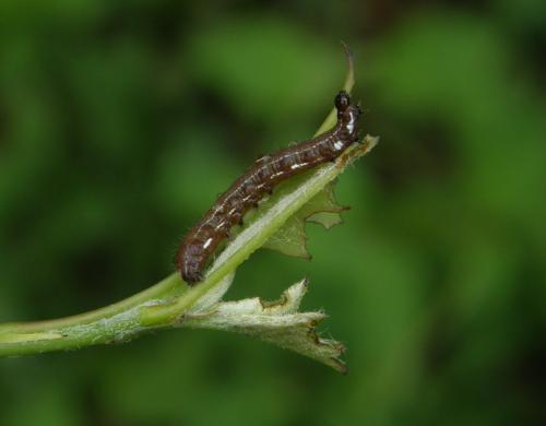 Eupsilia transversa