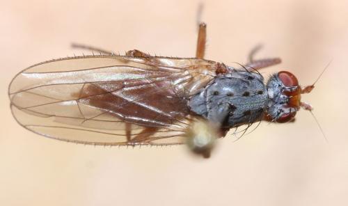 Réf. 52 551 : Gymnomus sp.