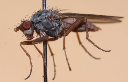 Réf. 52 552 : Gymnomus sp.