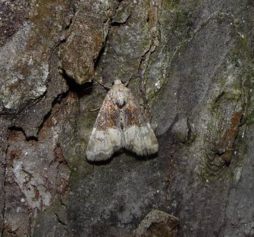 Réf. 52 004 : Mesoligia furuncula