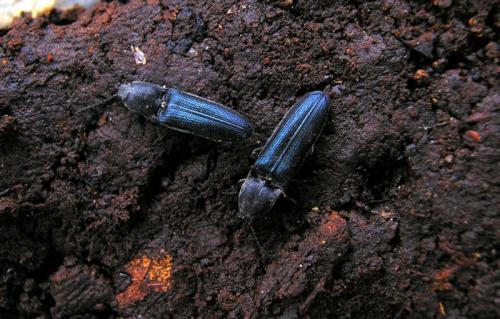 Réf. 52 530 : Limoniscus violaceus