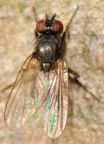 Hydrotaea armipes