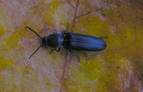 Réf. 52 531 : Limoniscus violaceus