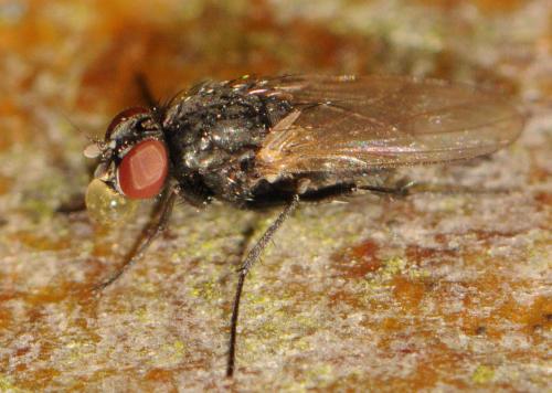 Hydrotaea armipes