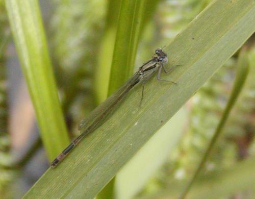 Ischnura elegans
