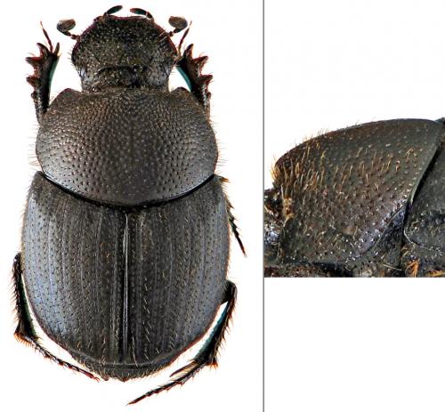 Réf. 52 778 : Onthophagus joannae