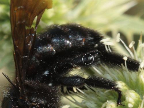 Xylocopa iris