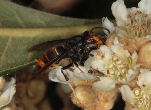 Vespa velutina