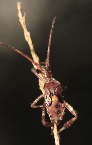 Leptoglossus occidentalis