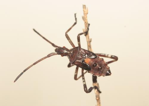 Leptoglossus occidentalis
