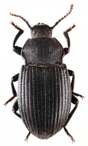 Réf. 52 997 : Dendarus coarcticollis