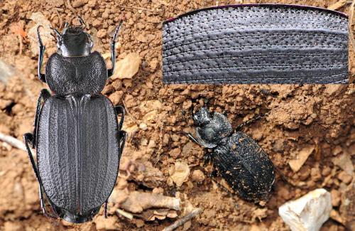 Licinus silphoides
