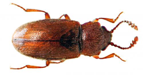 Cryptophagus sp.
