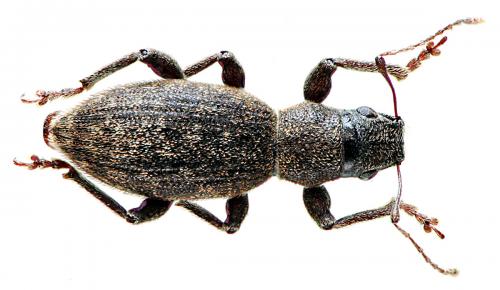 Brachyderes pubescens