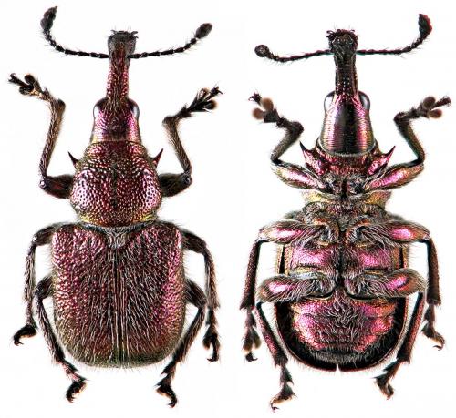 Réf. 52 559 : Rhynchites auratus