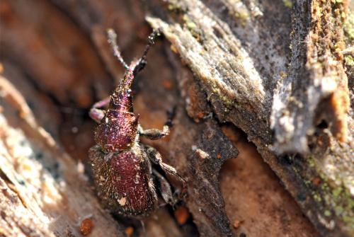 Rhynchites auratus