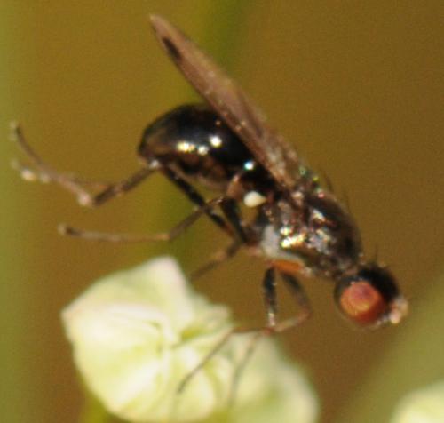 Sepsis fulgens