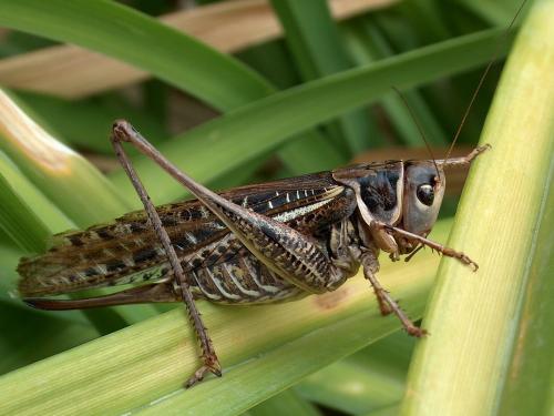 Réf. 52 787 : Decticus albifrons