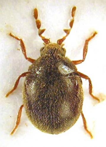 Caenocara bovistae