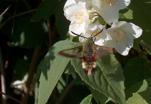 Hemaris fuciformis