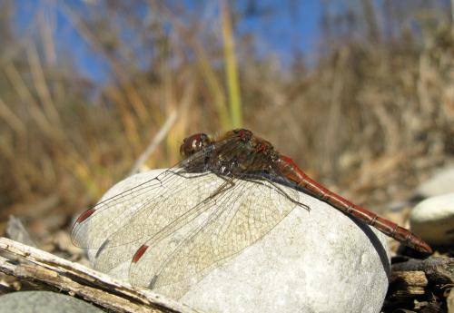 Sympetrum striolatum