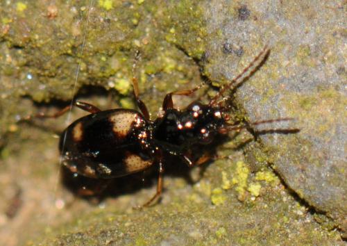 Bembidion quadrimaculatum