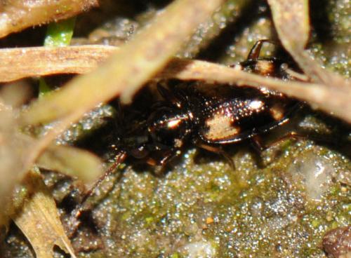 Bembidion quadrimaculatum