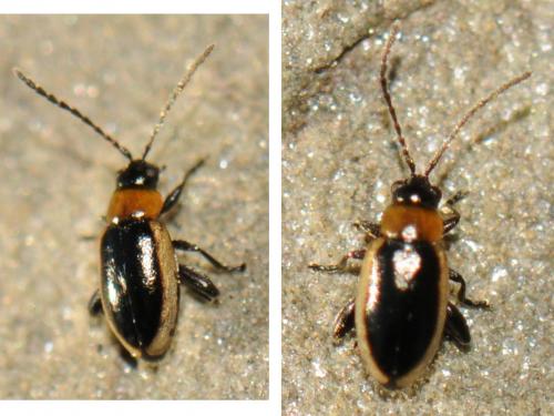 Réf. 52 287 : Longitarsus dorsalis