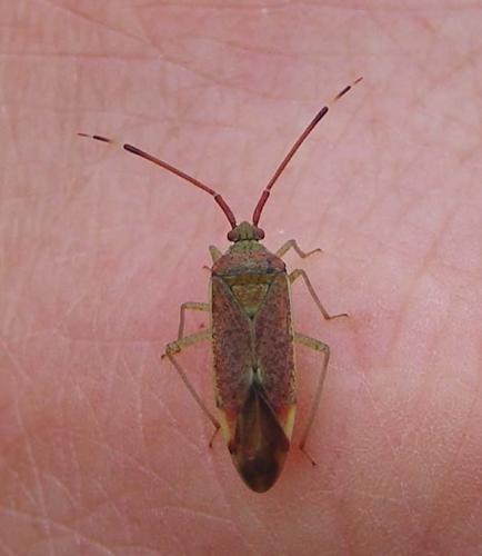 Pantilius tunicatus