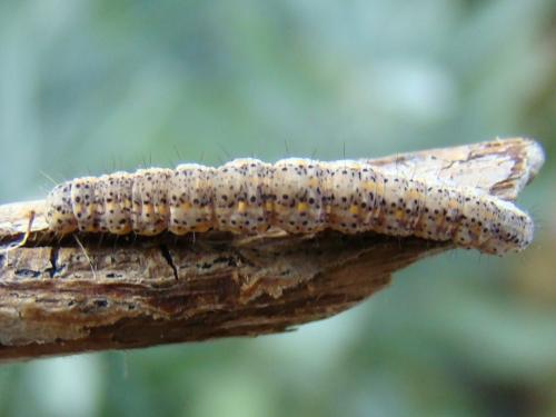 Lygephila pastinum