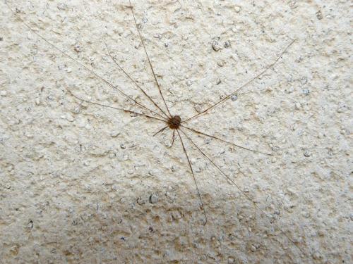 Dicranopalpus ramosus