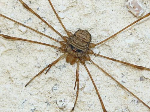 Réf. 52 459 : Dicranopalpus ramosus