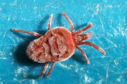 Réf. 52 523 : Allothrombium sp.