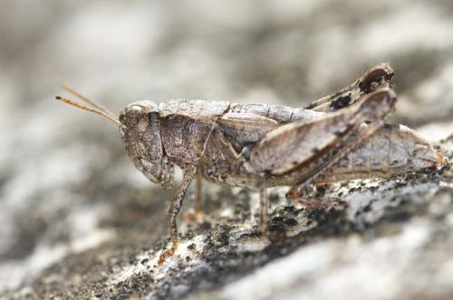 Pezotettix giornae