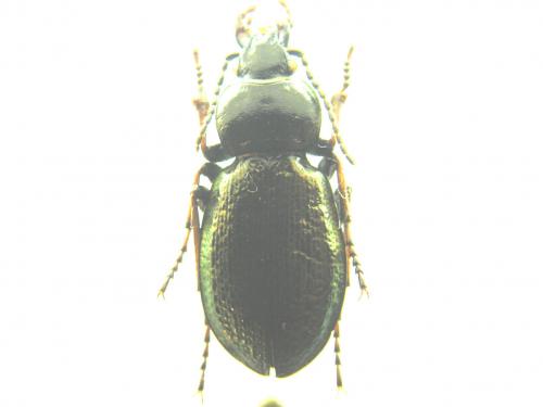 Réf. 52 645 : Carabus transiliensis