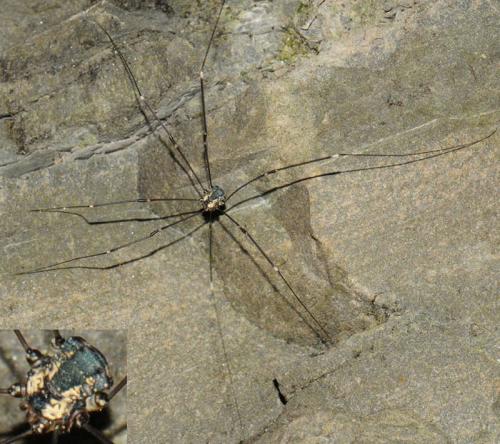 Leiobunum sp-a