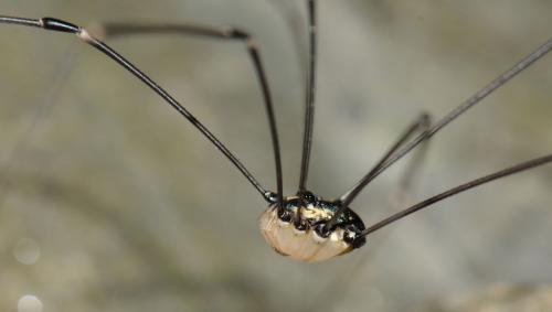 Leiobunum sp-a