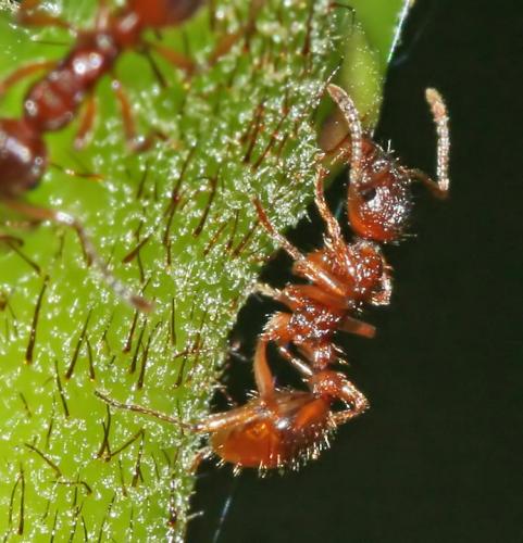 Réf. 52 960 : Myrmica sp.
