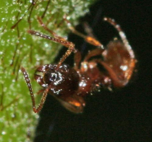 Réf. 52 961 : Myrmica sp.