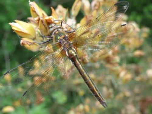 Cordulia aenea