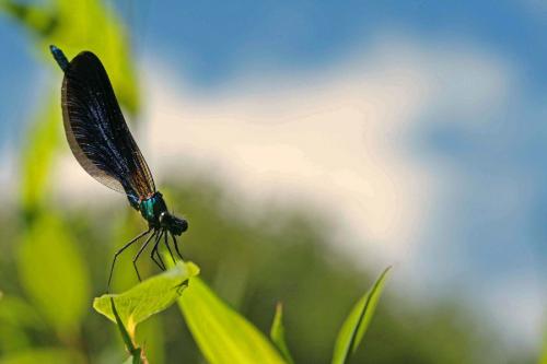 Calopteryx virgo