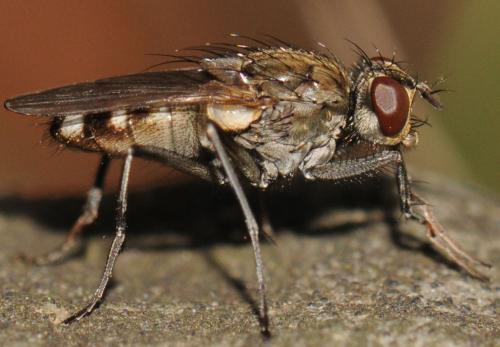 Réf. 52 448 : Lispe tentaculata