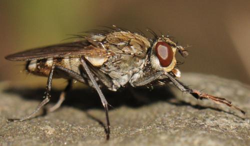 Réf. 52 449 : Lispe tentaculata
