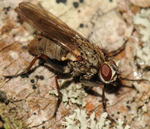 Réf. 52 399 : Coenosia tigrina