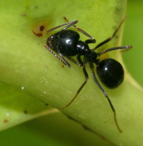 Lasius fuliginosus