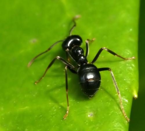 Lasius fuliginosus