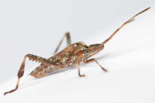 Leptoglossus occidentalis