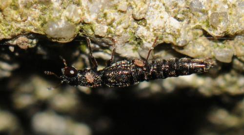 Stenus picipes