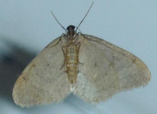 Operophtera brumata